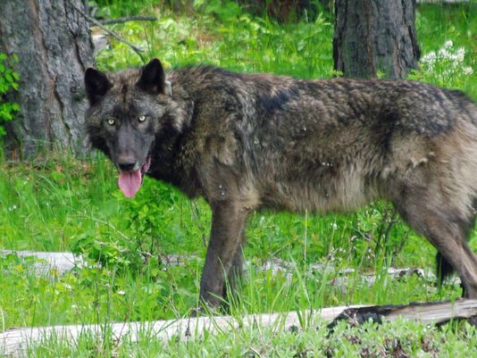 OR-26 breeding male of the Meacham Pack. Photo courtesy of ODFW.