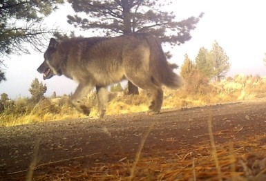 Remote camera photo taken 12-8 in western Lake Co of adult wolf using same area as wolf OR28, a female disperser from NE Ore Mt Emily Pack